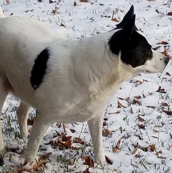 POSH AMBASSADOR - Picture 5 of 8